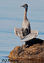 Ardea herodias